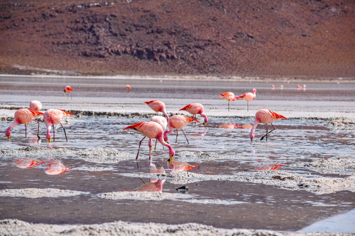 Paisaje Boliviano 4